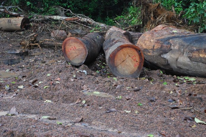 Logging