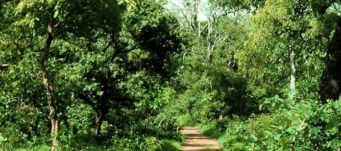 Forest