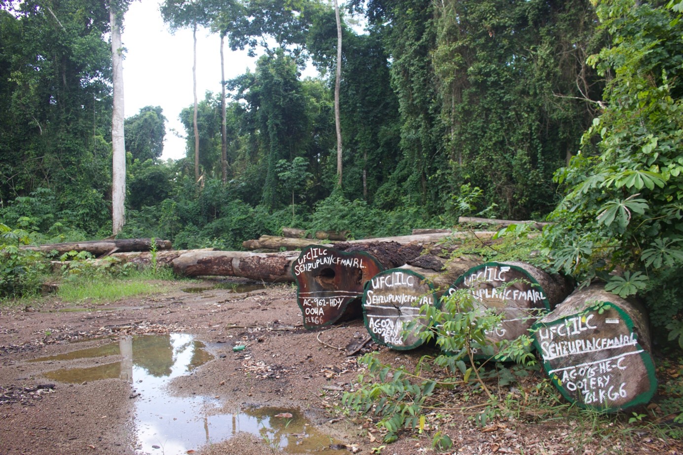 UFC illegally harvested logs 