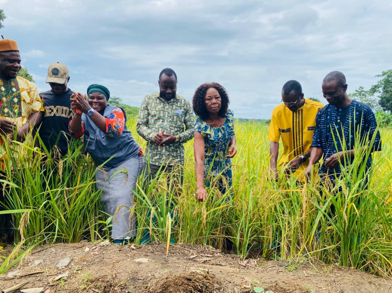 Liberia: KRTTI Begins Lowland Rice Harvest In Margibi County