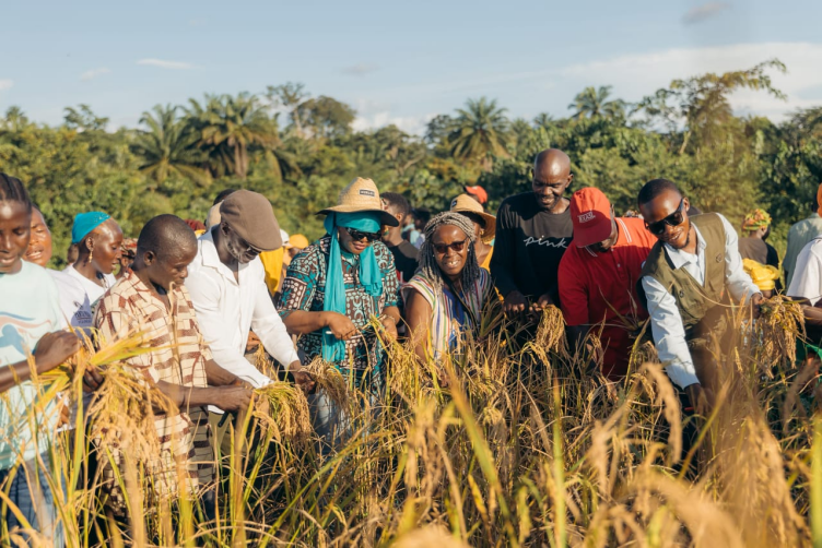 Liberia: 100-Acre Upland Rice Harvest Launched in Bong County Through Collective Impact Partnership
