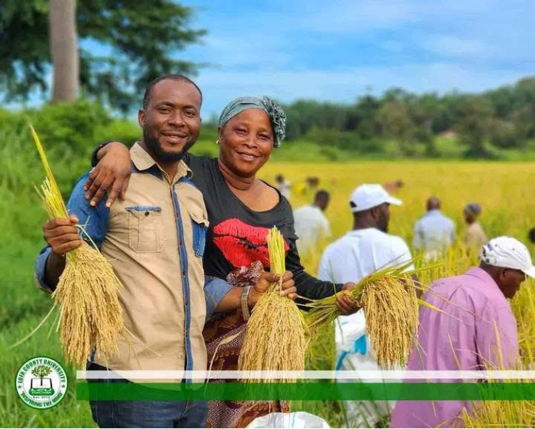 Liberia: Lofa County University Harvests 3.5 Hectares of Rice — A Landmark Step Toward Self-Reliance 