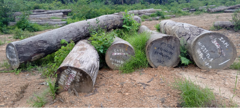 Liberia: Unmasking Waste and Abuse of Forest Resources in Liberia: The Case of Abandoned Logs