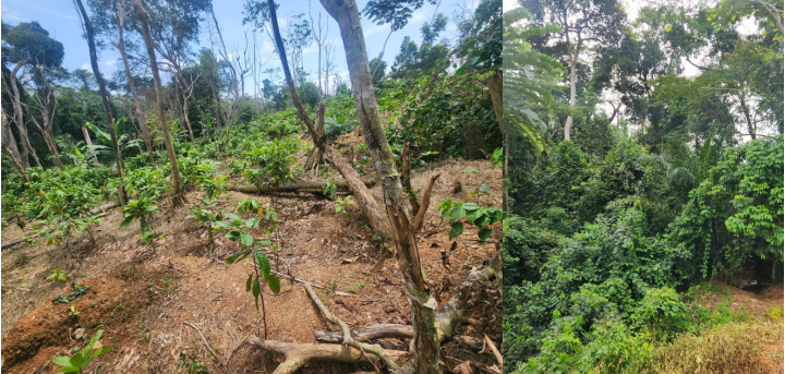 Liberia: Contractual Agreement Over 500-Acre Forest Land Terminated Following In-depth FPA’s Report, Public Pressure