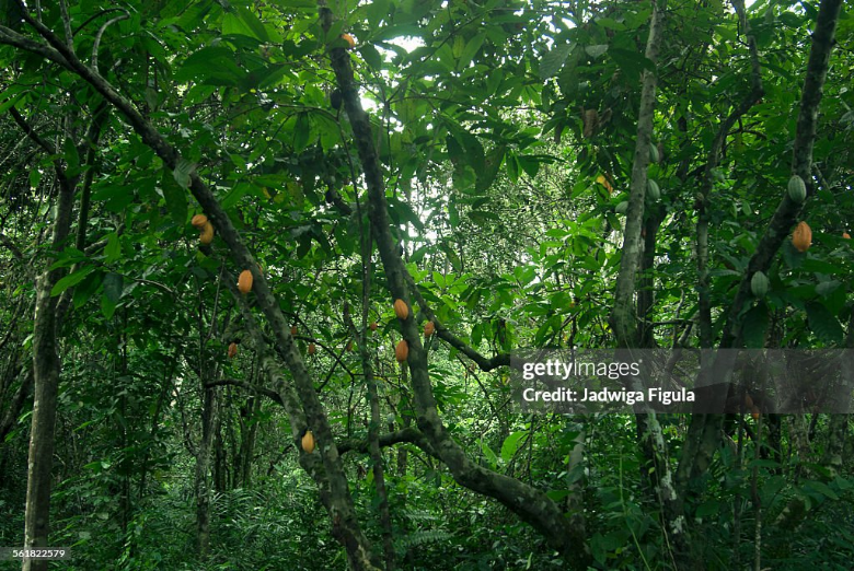 Liberia: Trees for Cash: How One Project is Putting Smiles on Communities’ Faces, While Others Fret