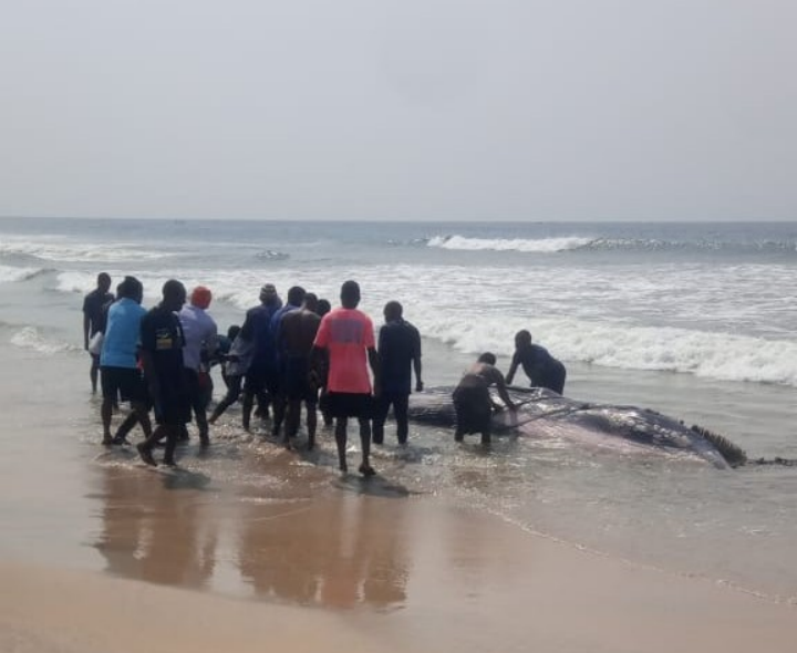 Liberia: Experts Warn of Health Risk as Hungry People Eat a Dead Whale