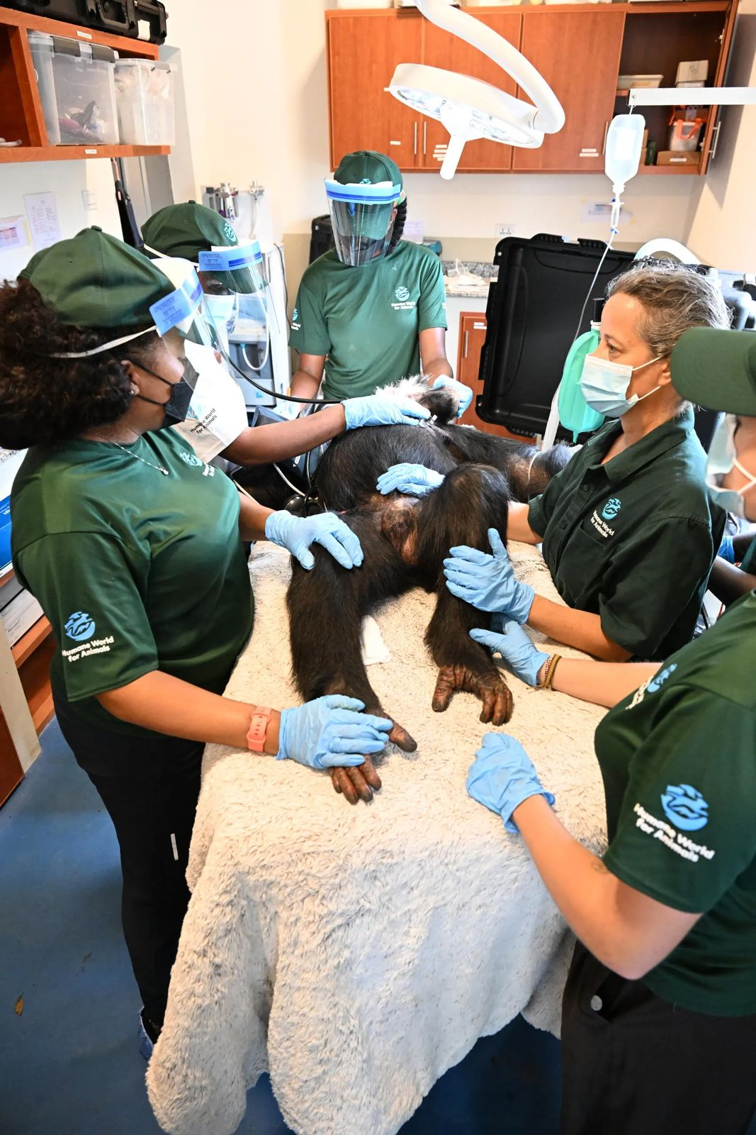 Former lab chimpanzees get ‘head to toe’ health checks at Liberia sanctuary
